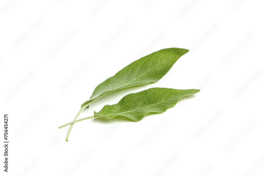 Sage herb leaves isolated on white background. Two fresh garden sage leaves