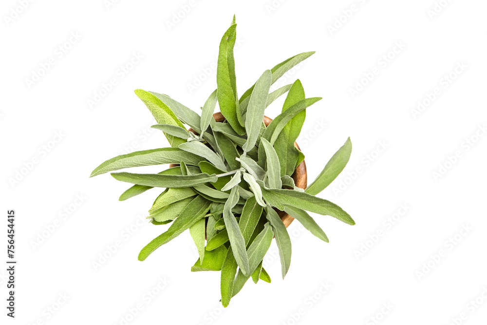 Top view of fresh sage leaves in a wooden bowl isolated on a white background Top view of fresh sage leaves in a wooden bowl isolated on a white background