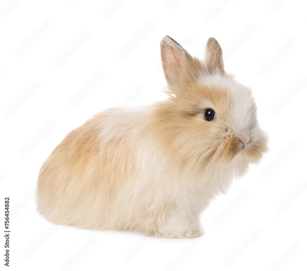 Cute fluffy pet rabbit isolated on white