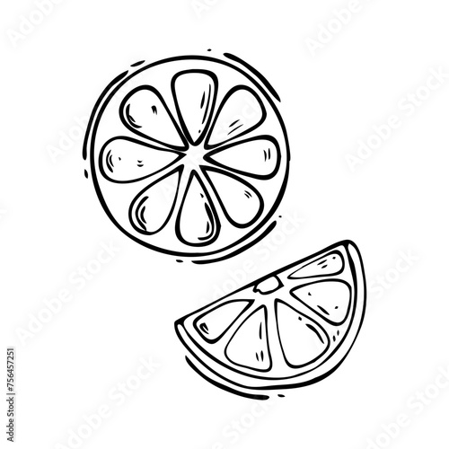Vector outline of citrus fruit slices in doodle style. Sliced pieces of tangerine, orange, lime, grapefruit lemon.
