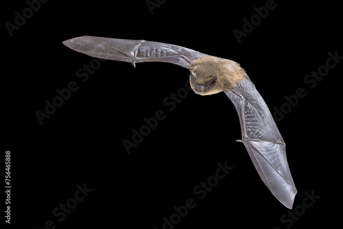 Flying Pipistrelle Bat on black background