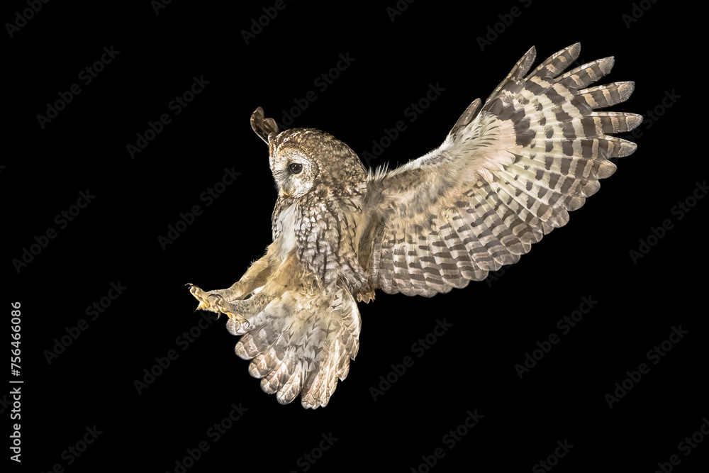 Fototapeta premium tawny owl flying in the night