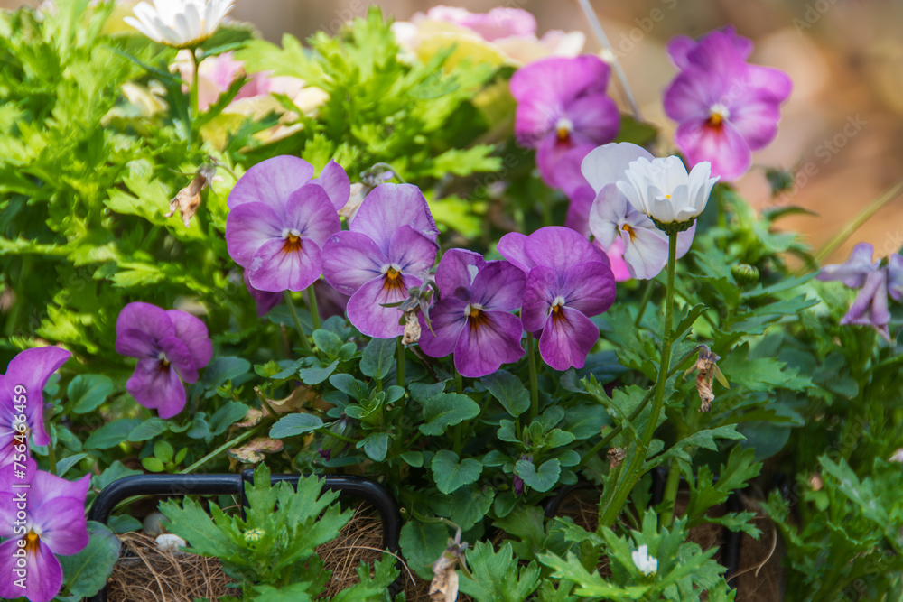 パンジーの花 パンジーの花