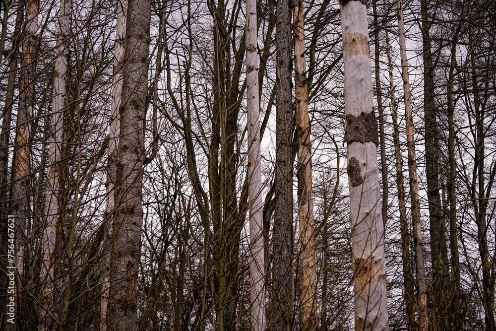 Fototapeta premium Resin forest 