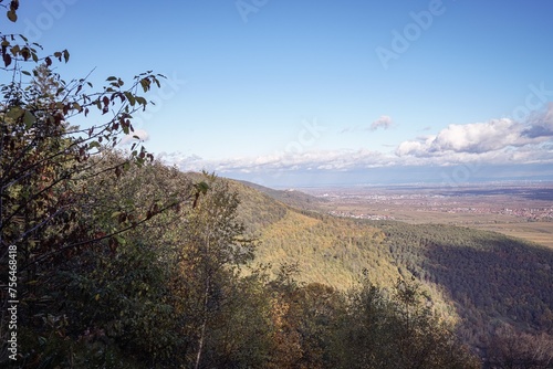 landscape with trees
