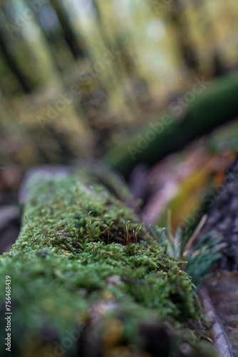 moss on stone