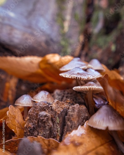 mushrooms in the forest