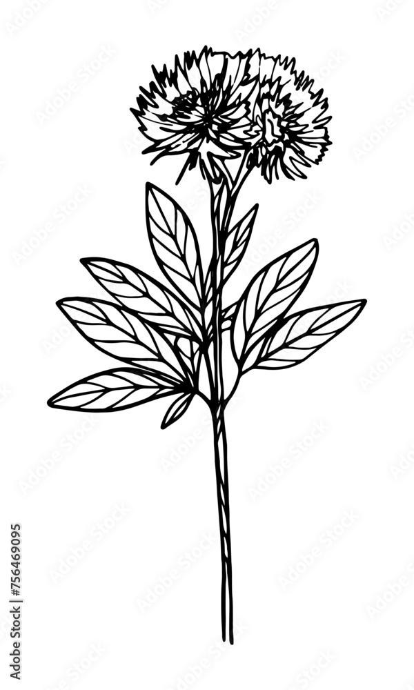 custom made wallpaper toronto digitalMeadow flower isolated on white