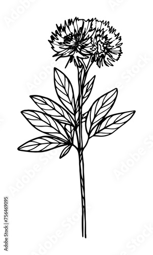 Wallpaper Mural Meadow flower isolated on white Torontodigital.ca