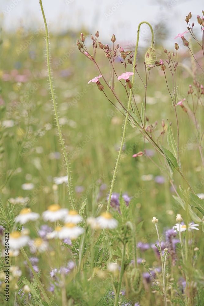 flowers in the meadow flowers in the meadow
