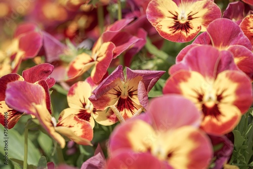 red and yellow viola cornuta