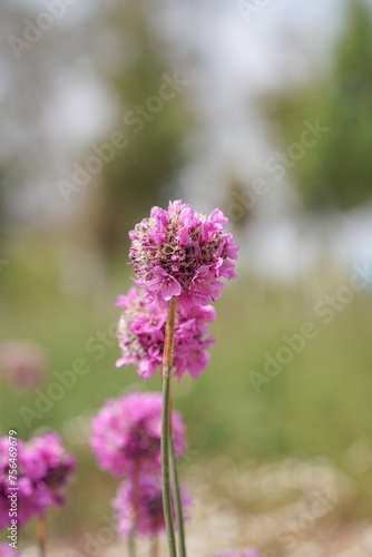 purple flowers in a field, armeria
