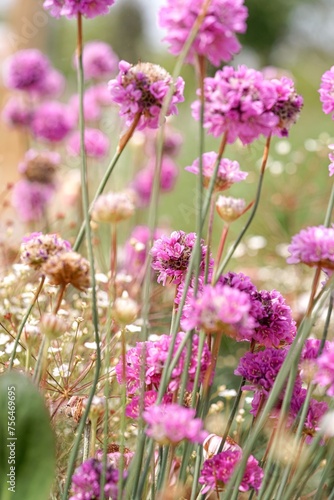 armeria flowers in the garden