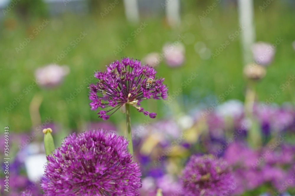 Obraz premium flowers in the garden, allium