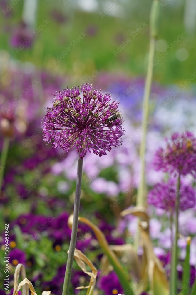 Fototapeta premium Purple allium blossom with a bee