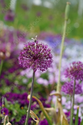 Purple allium blossom with a bee