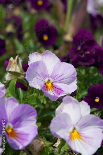 Viola flowers in the garden