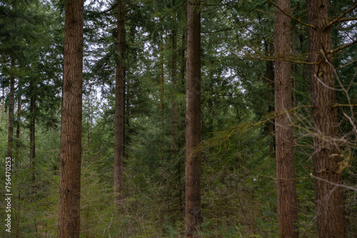 Dense fir forest in cloudy weather in the spring season. The weather before the storm in the wilderness