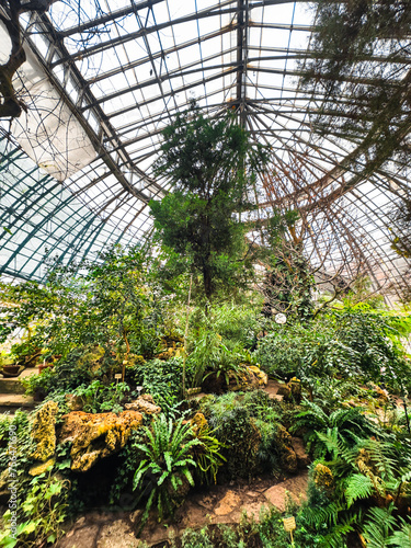 Winter garden orangery interior with evergreen tropical plants and monstera growing inside. Greenhouse with deciduous flora covered with green leaves under glass roof. Old glasshouse, botanical garden