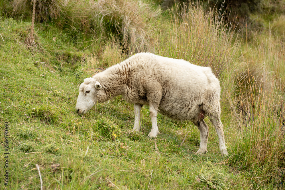 the sheep are standing on Roy peak at wanaka lake New zealand the sheep are standing on Roy peak at wanaka lake New zealand