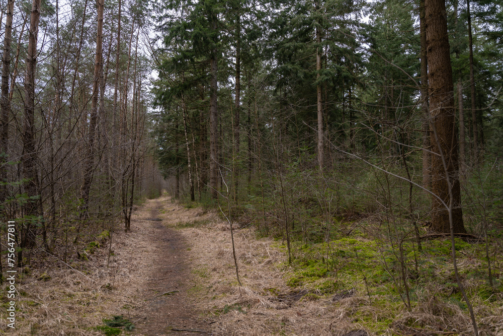 A path through the coniferous forest in the spring season. Cloudy weather in the wilderness. Walking outdoors in nature