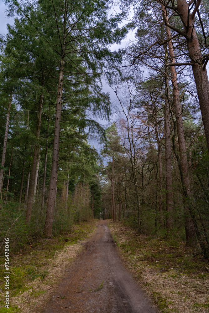 A path through the coniferous forest in the spring season. Cloudy weather in the wilderness. Walking outdoors in nature A path through the coniferous forest in the spring season. Cloudy weather in the wilderness. Walking outdoors in nature