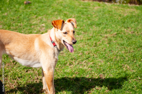 Cream coloured dog looking right with brown floppy ears perched on top of head and tongue out, . with green blurred background