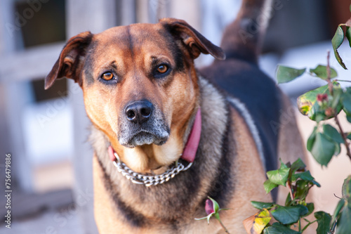 Stocky Black and tan German Shepherd cross Labrador, wearing a red collar, lloking at camera with blurred background and rose plant in forground photo