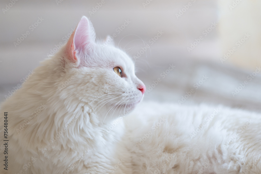 White cat looks away, lies on a white bed. Sleeping fluffy cat. Cute pet. Copy space for text. White cat looks away, lies on a white bed. Sleeping fluffy cat. Cute pet. Copy space for text.