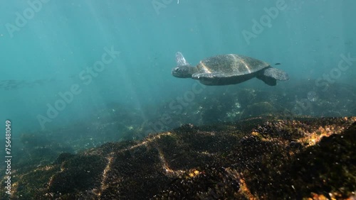  Galapagos sea turtle paddling with its arms and swimming slowly. photo