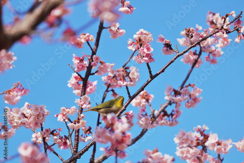 メジロと桜の花びら