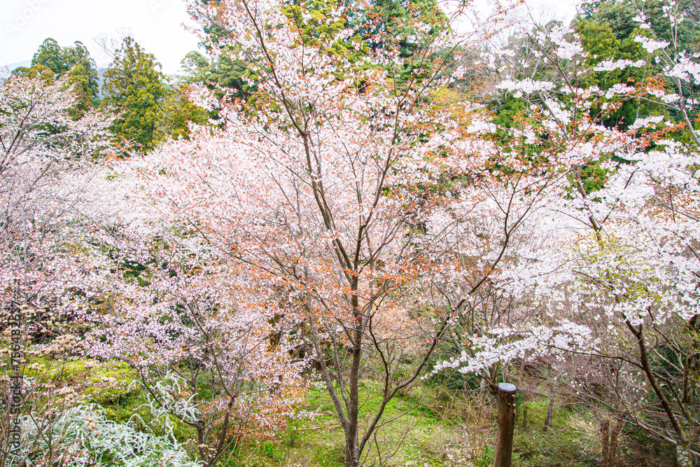 Mount Yoshino’s Springtime Symphony: Cherry Blossoms in Full Splendor, Nara, Japan