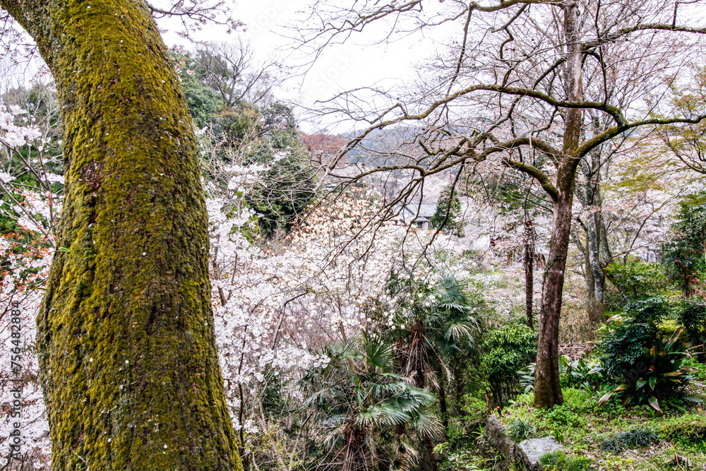 Enchanting Petals Dance: Yoshino’s Cherry Blossoms in Spring Enchanting Petals Dance: Yoshino’s Cherry Blossoms in Spring
