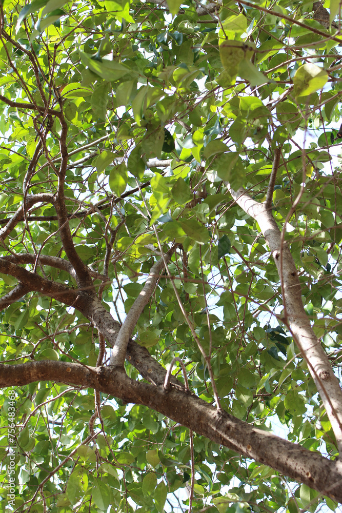 Green tree leaves and branches background Green tree leaves and branches background