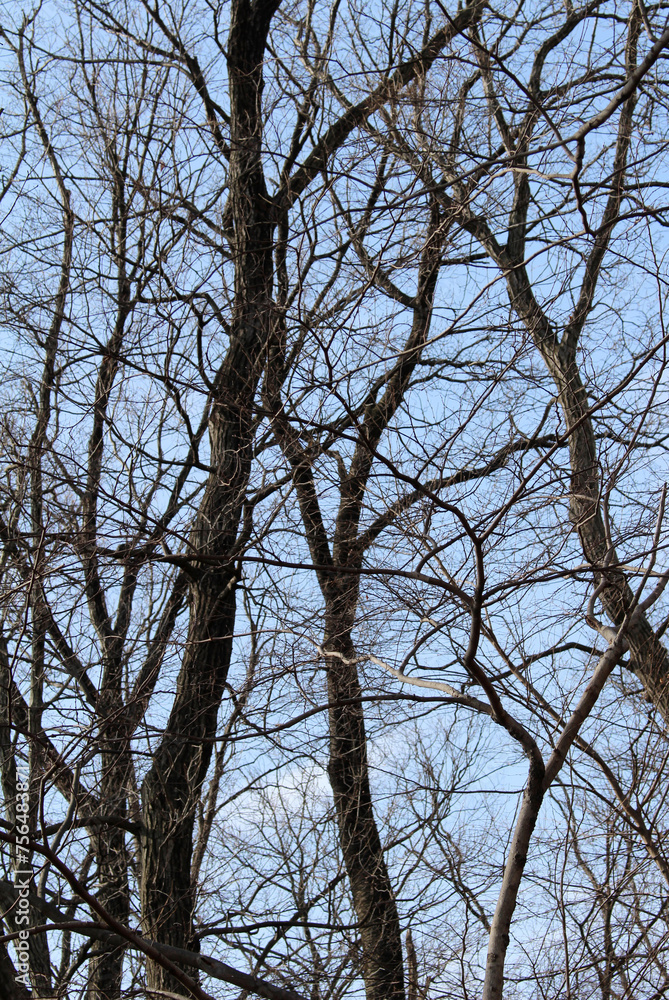 Obraz premium Multiple tree branches abstract background, leafless tree branches against the blue sky