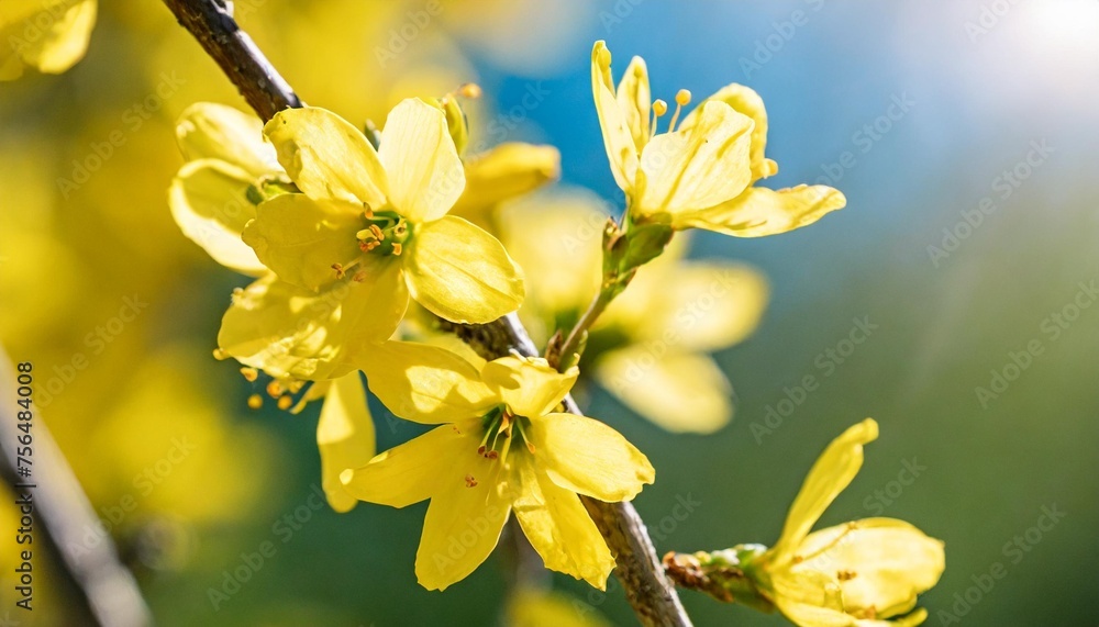 flowering forsythia in springtime sunshine floral spring background banner concept with copy space and defocused lights in saturated yellow color