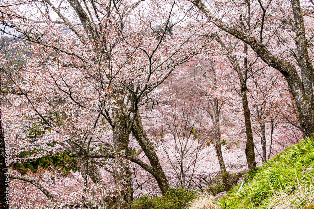 Whispers of Spring: Cherry Blossoms Flourish on Yoshino’s Slopes Whispers of Spring: Cherry Blossoms Flourish on Yoshino’s Slopes