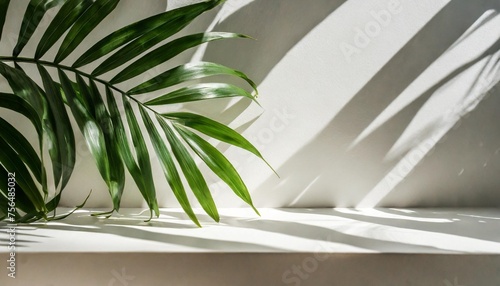 blank minimal white counter podium soft beautiful dappled sunlight tropical palm foliage leaf shadow on wall for luxury hygiene organic cosmetic skincare beauty treatment product background