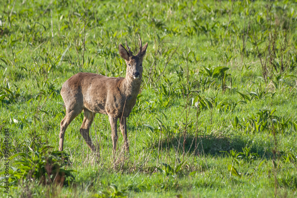 portrait of a roe deer in the English countryside portrait of a roe deer in the English countryside