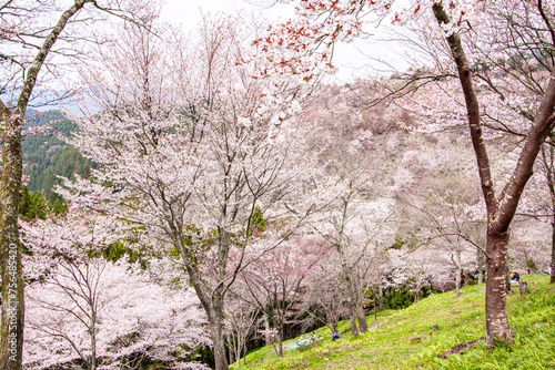 Whispers of Spring  Cherry Blossoms Flourish on Yoshino   s Slopes