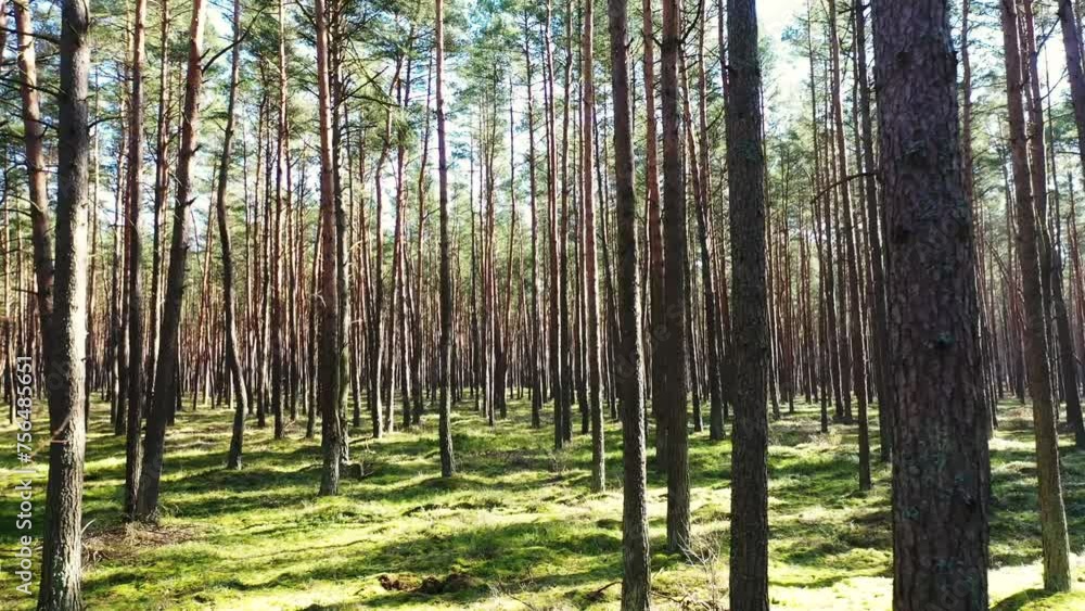 Beautiful dense coniferous forest on a sunny day, beautiful forest landscape. Beautiful dense coniferous forest on a sunny day, beautiful forest landscape.