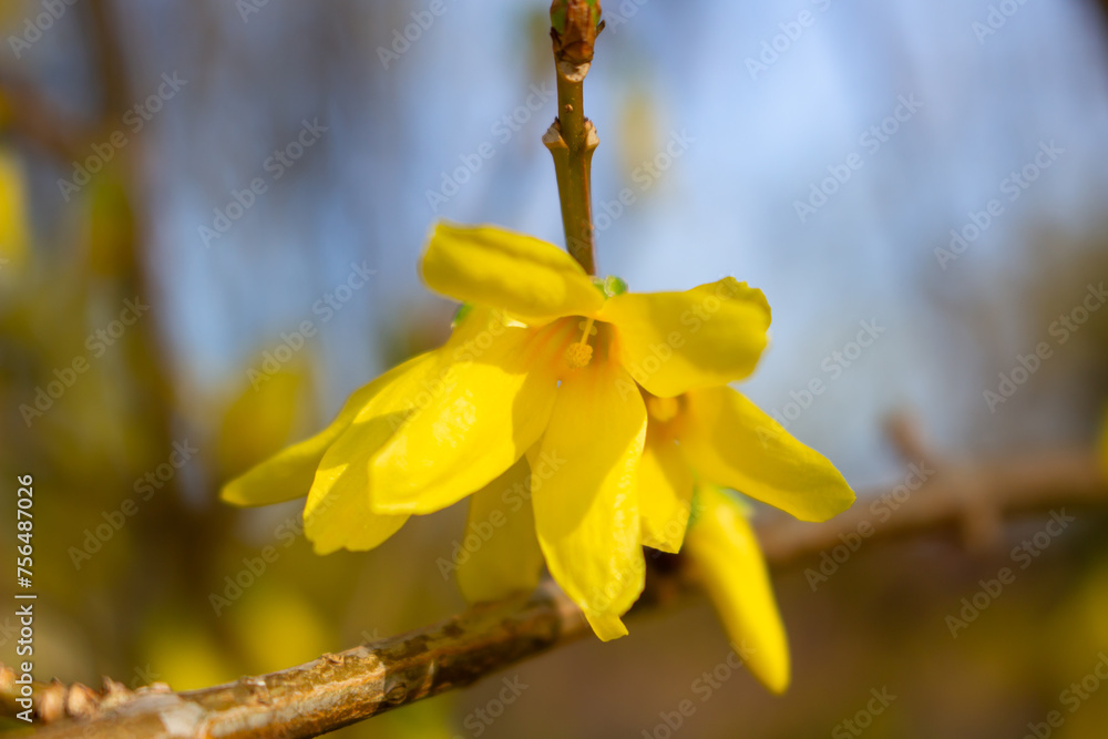 Korean spring flowers. Yellow blooming Forsythia flowers in spring