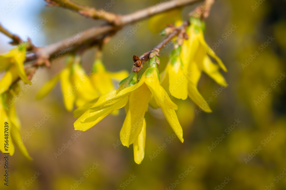 Korean spring flowers. Yellow blooming Forsythia flowers in spring