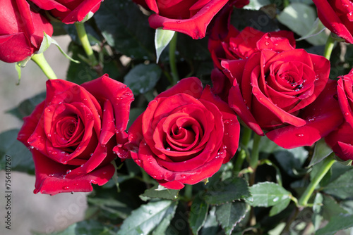 Bouquet of red roses outdoors in sunshine