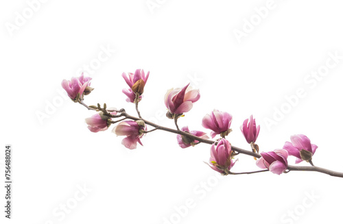 pink magnolia flower spring branch isolated on white background © xiaoliangge