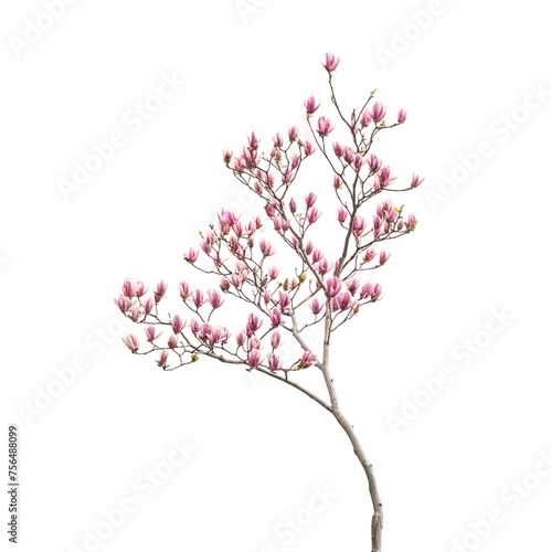 pink magnolia flower spring branch isolated on white background © xiaoliangge
