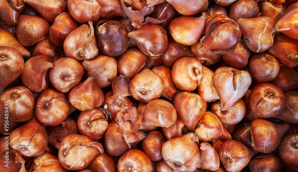 A close-up view of fresh, organic bulbs of garlic piled together at a market. A close-up view of fresh, organic bulbs of garlic piled together at a market.