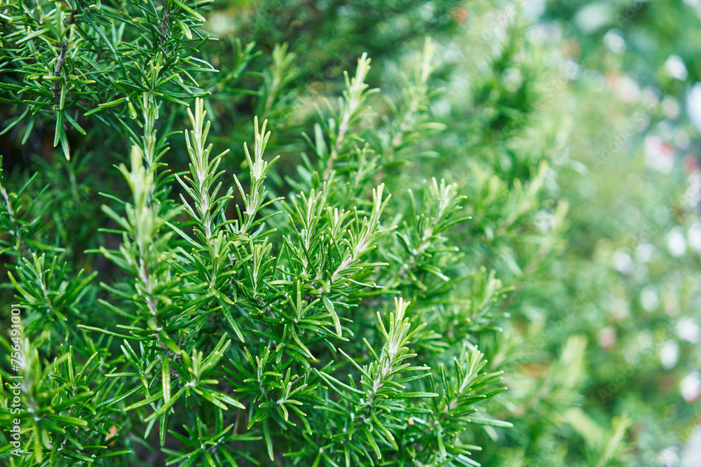Close-up of vibrant green rosemary plant leaves in a natural setting. Close-up of vibrant green rosemary plant leaves in a natural setting.