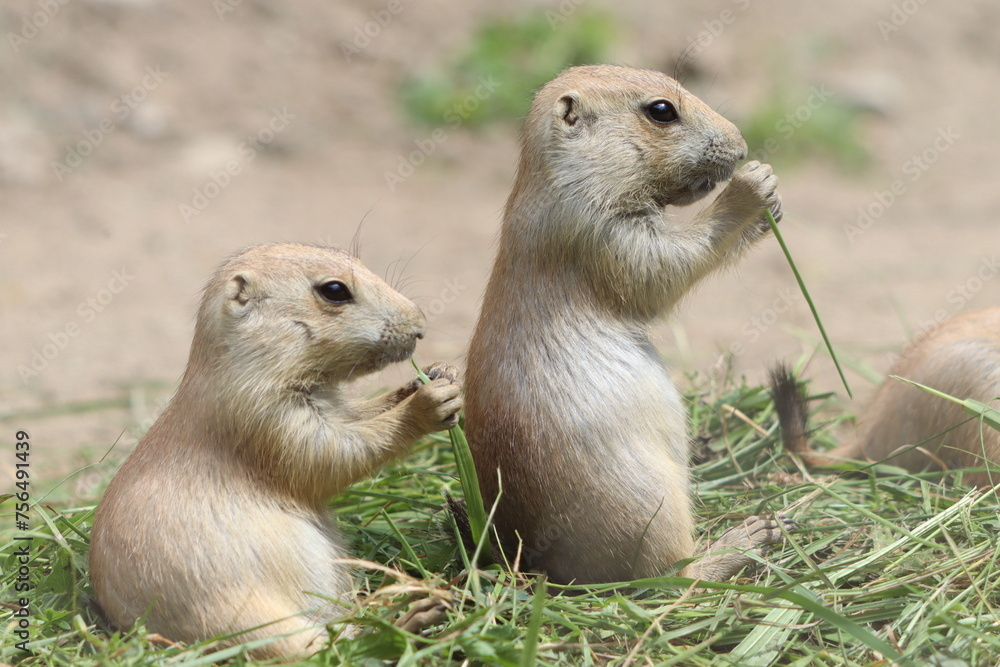 Cynomys ludovicianus, a diurnal rodent, eats grass in the zoo