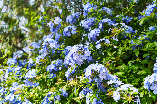 Vibrant blue plumbago flowers blooming in lush greenery under sunlight, representing natural beauty and gardening themes. photo